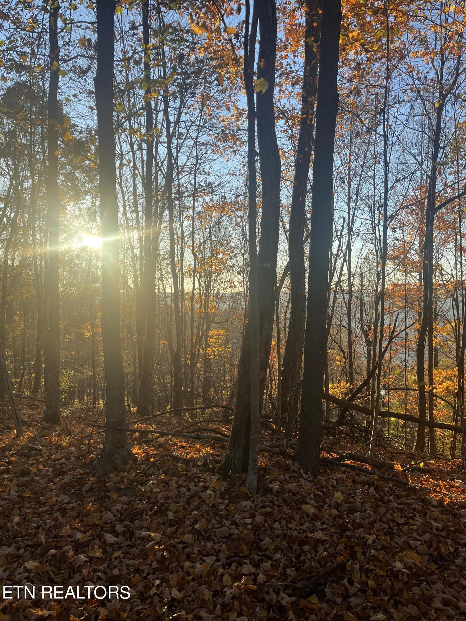 Hatfield Creek Road Pioneer, TN 37847 - Photo 8 of 11 IMG_8785