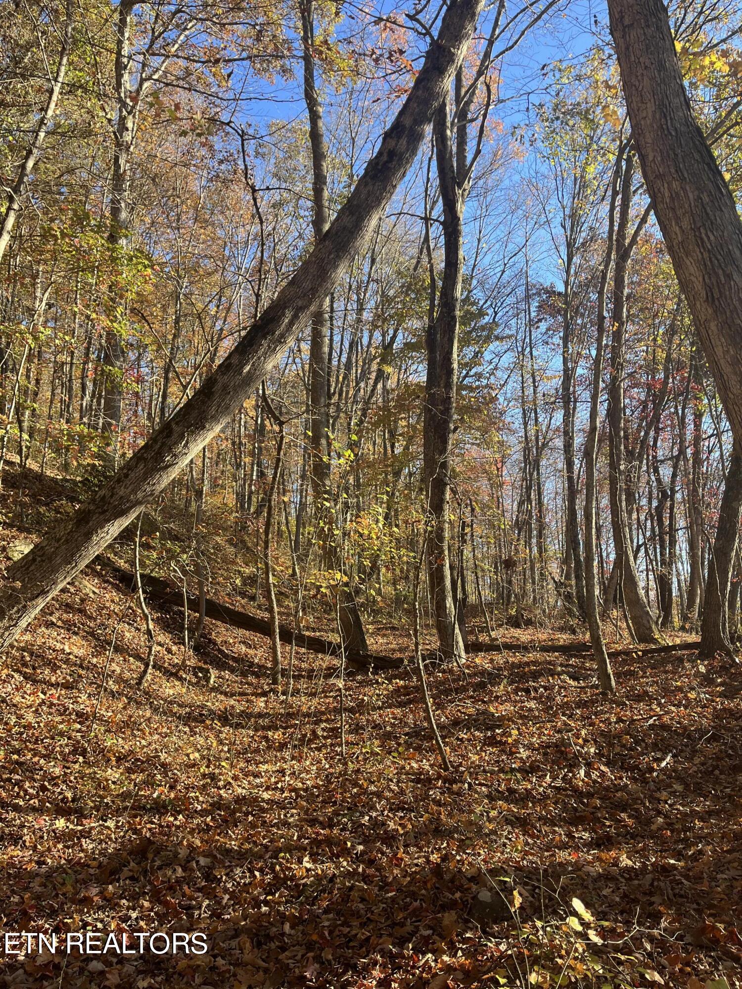 Hatfield Creek Road Pioneer, TN 37847 - Photo 9 of 11 IMG_8802