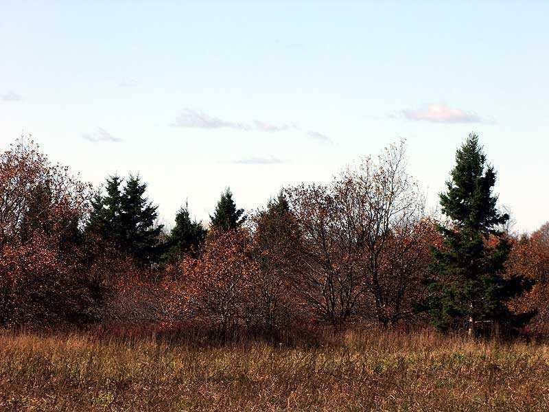 12-29 Lincoln Road Houlton, ME 04730 - Photo 14 of 25 Land.