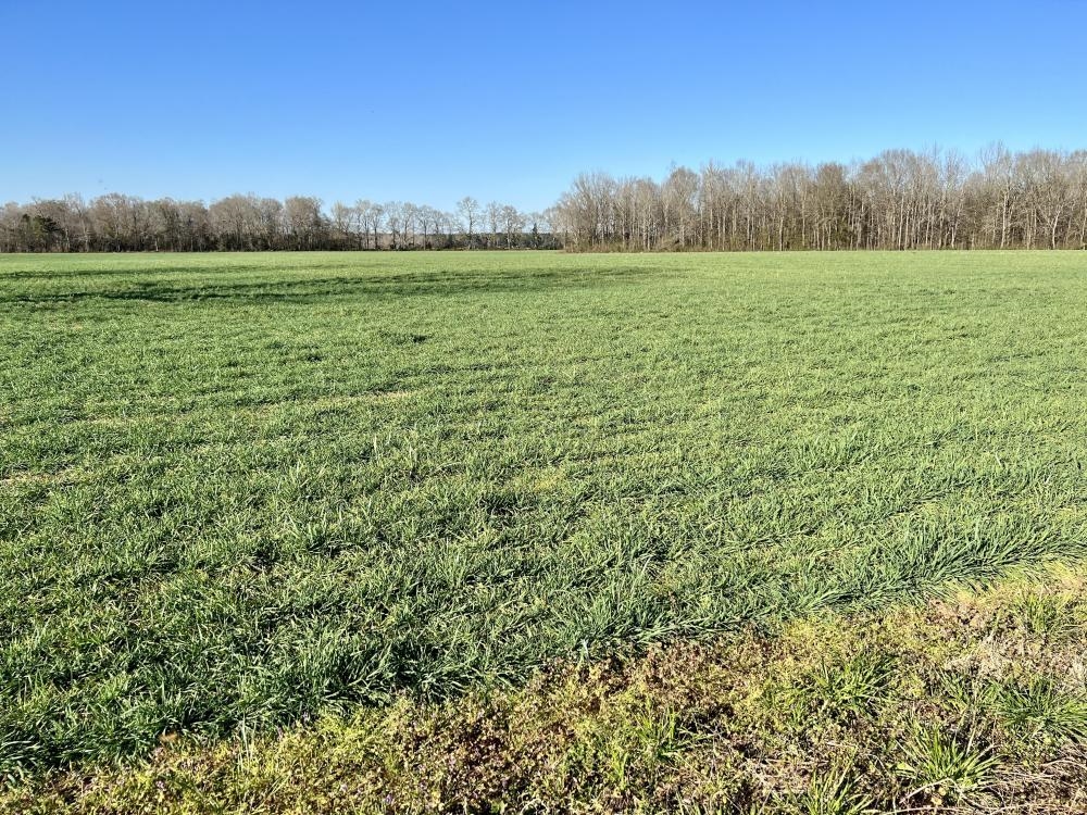 0 Byrd Road Atmore, AL 36502 - Photo 8 of 27
