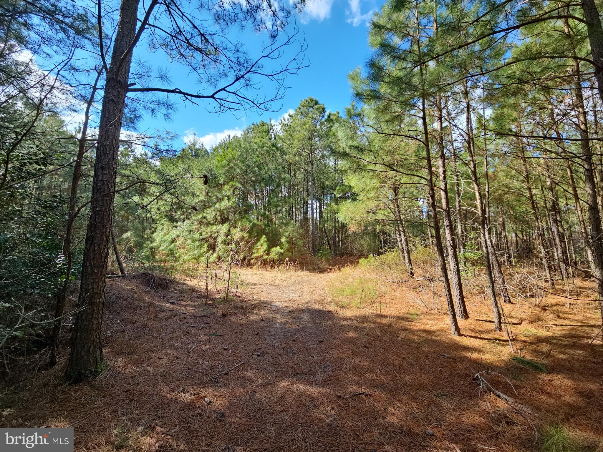 a view of empty yard with large tree