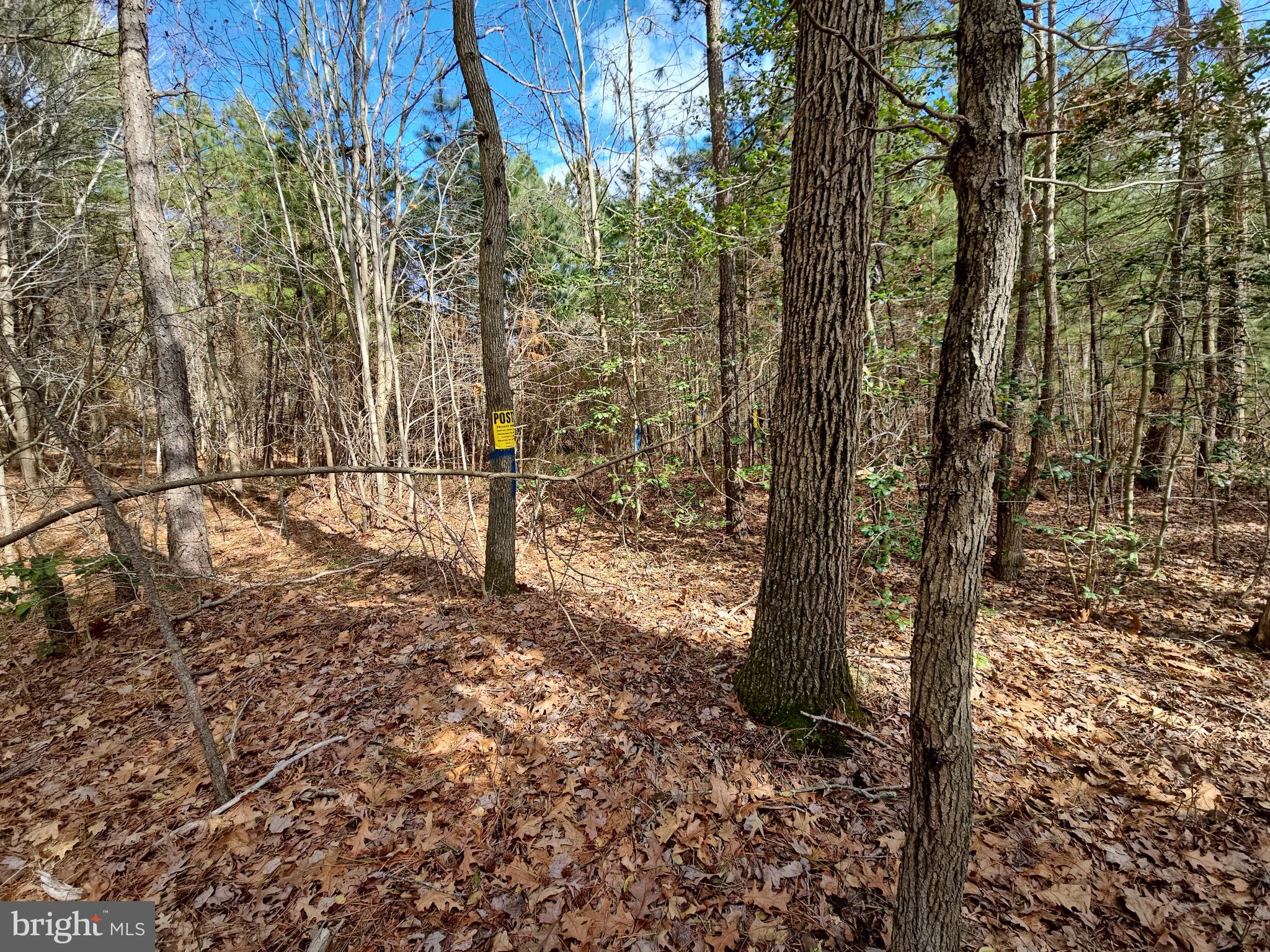 Romancoke Road Stevensville, MD 21666 - Photo 17 of 21 a view of a forest with trees