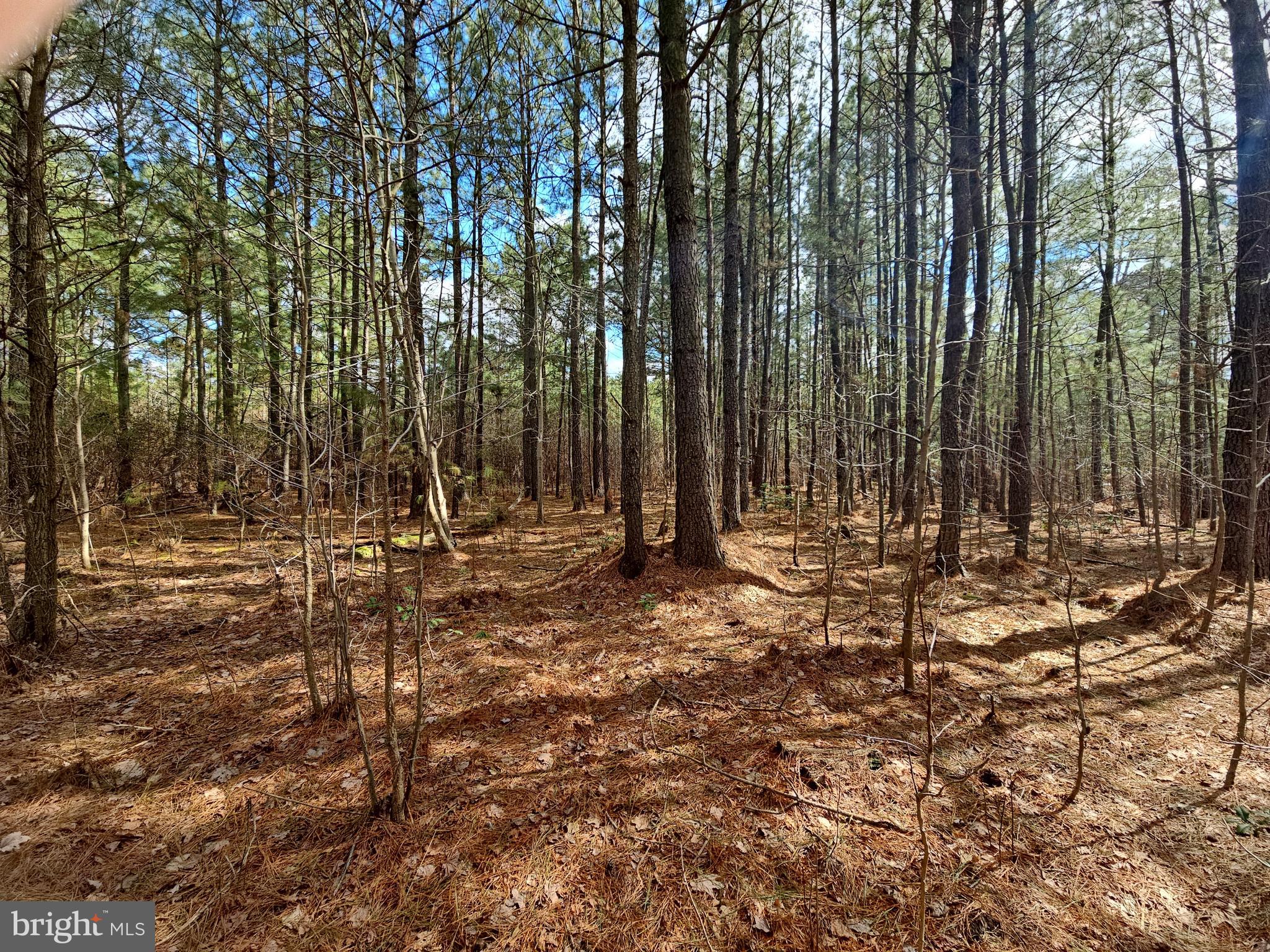 Romancoke Road Stevensville, MD 21666 - Photo 19 of 21 a view of outdoor space with trees