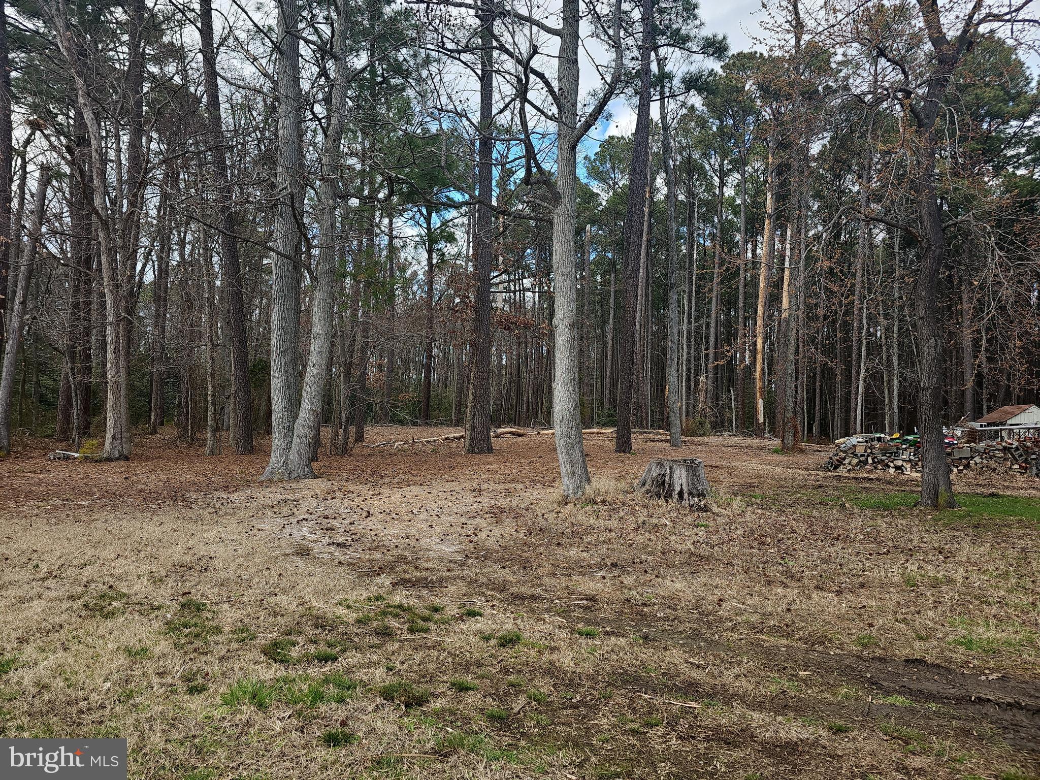 Romancoke Road Stevensville, MD 21666 - Photo 21 of 21 a view of a yard with large trees