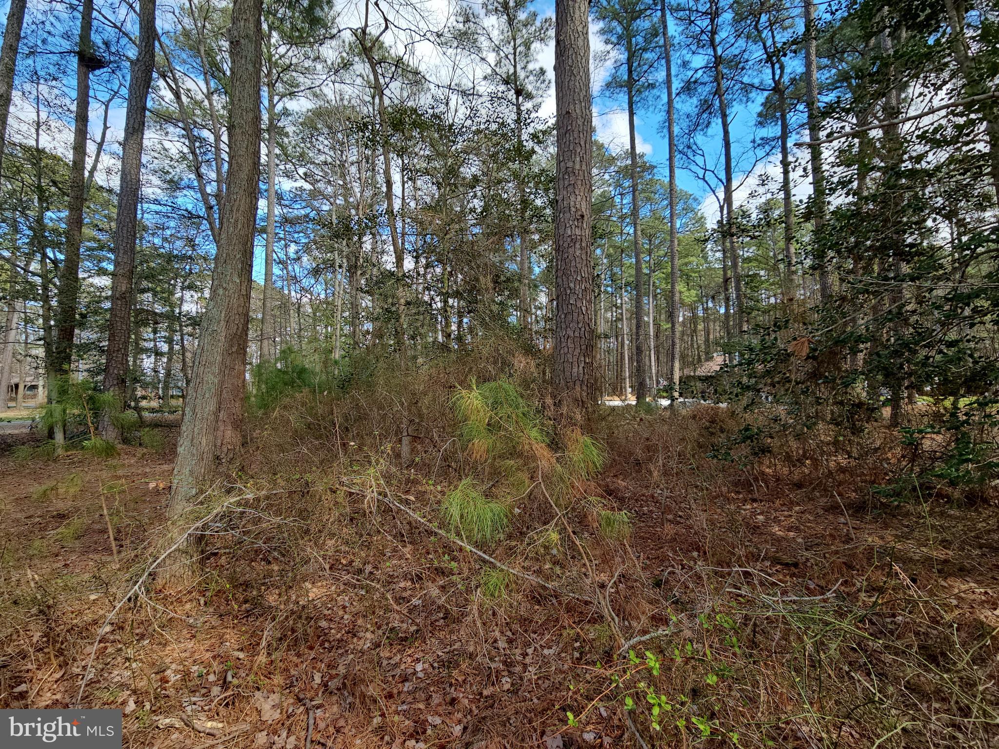 Romancoke Road Stevensville, MD 21666 - Photo 7 of 21 a view of a forest with trees