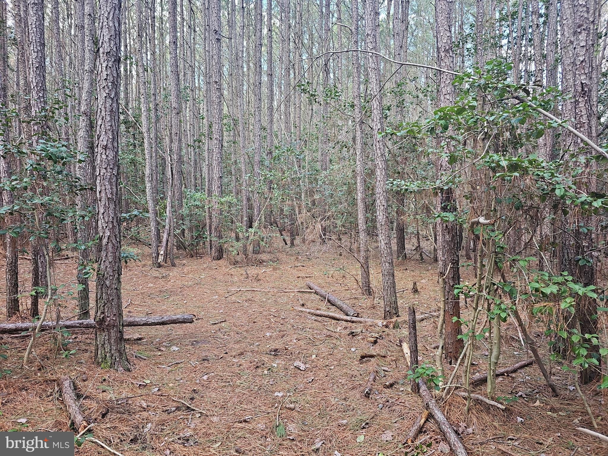 Romancoke Road Stevensville, MD 21666 - Photo 8 of 21 a view of a forest with trees and bushes