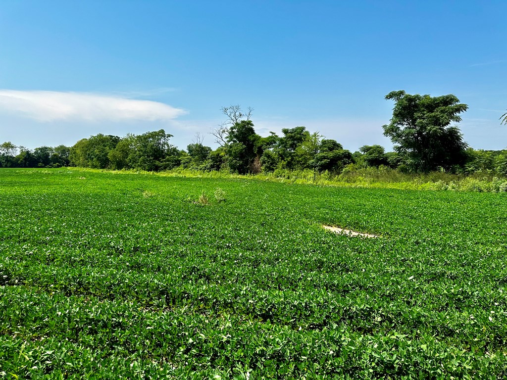 2.3-acres Burdeshaw Road Dothan, AL 36301 - Photo 2 of 7