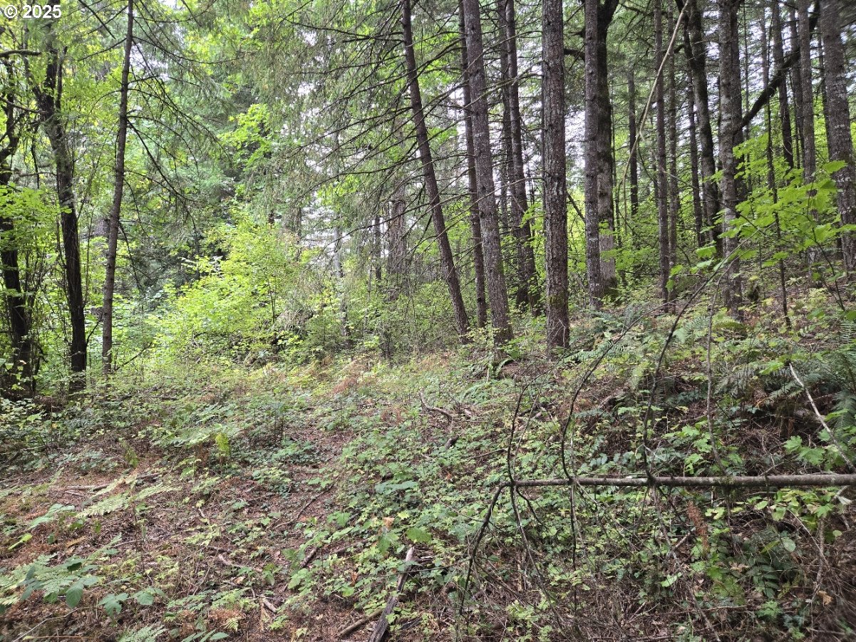 1225 Ryan-Allen Road Stevenson, WA 98648 - Photo 7 of 14 a view of forest