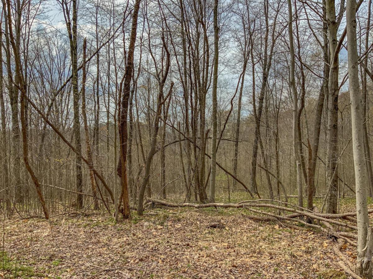 0 Goosecreek Road McArthur, OH 45651 - Photo 2 of 8 thumbnail (2)