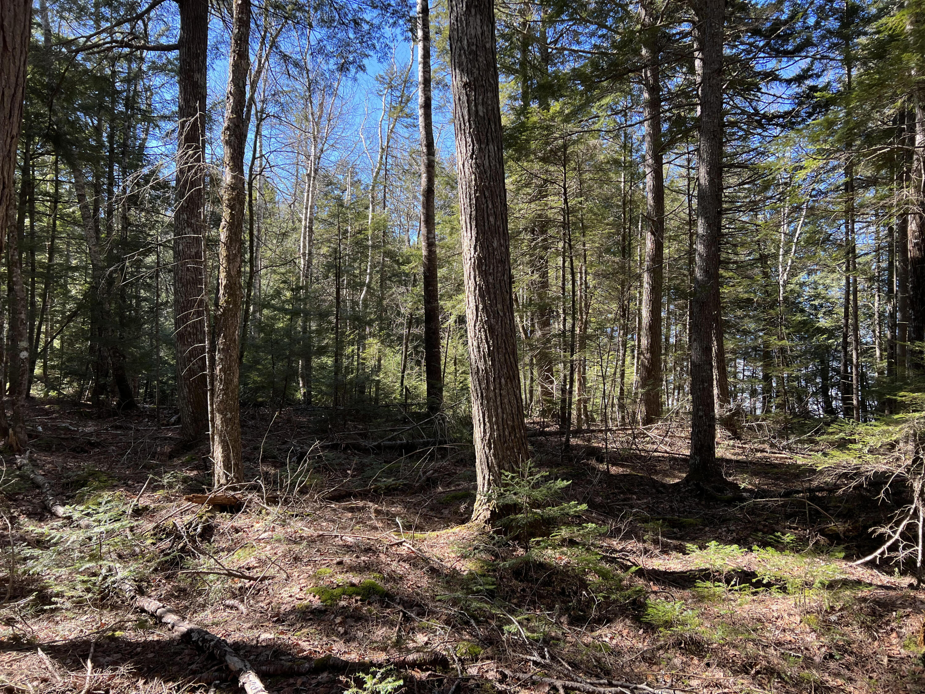 103 Moose Trail Road Ellsworth, ME 04605 - Photo 10 of 14 Mature Trees on Property