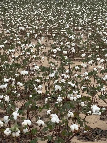 $2,350,000 | South Parsley Road, Amarillo, TX 79118