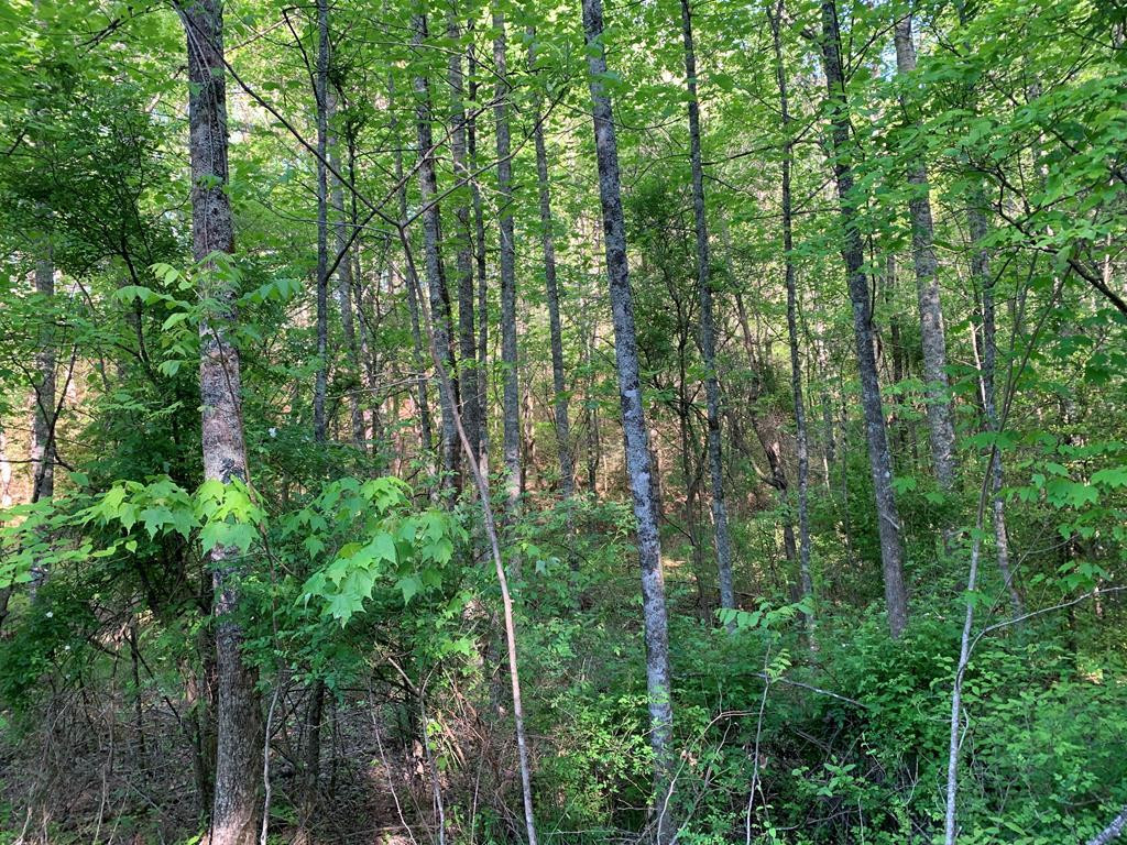 4 Hunter Vly Road Murphy, NC 28906 - Photo 2 of 16