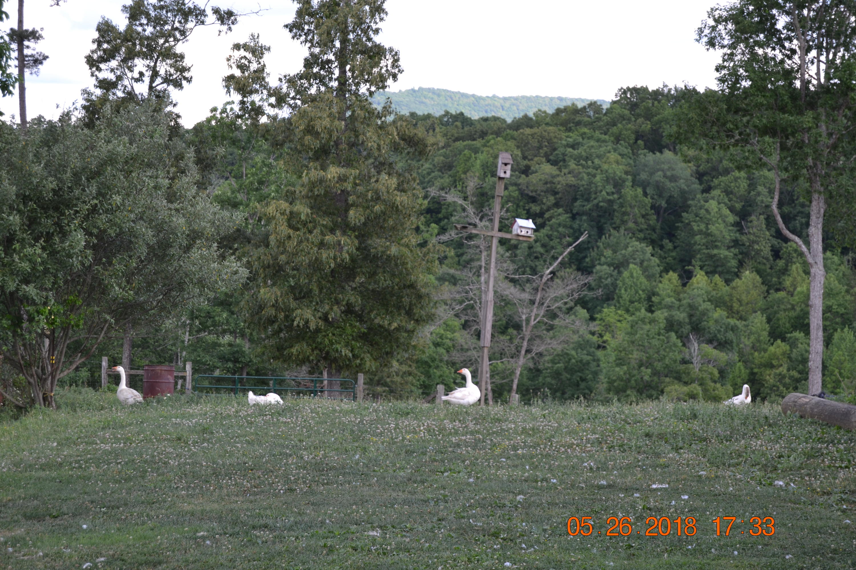 2176 Hurricane Road Huntsville, TN 37756 - Photo 17 of 33 DSC_0587
