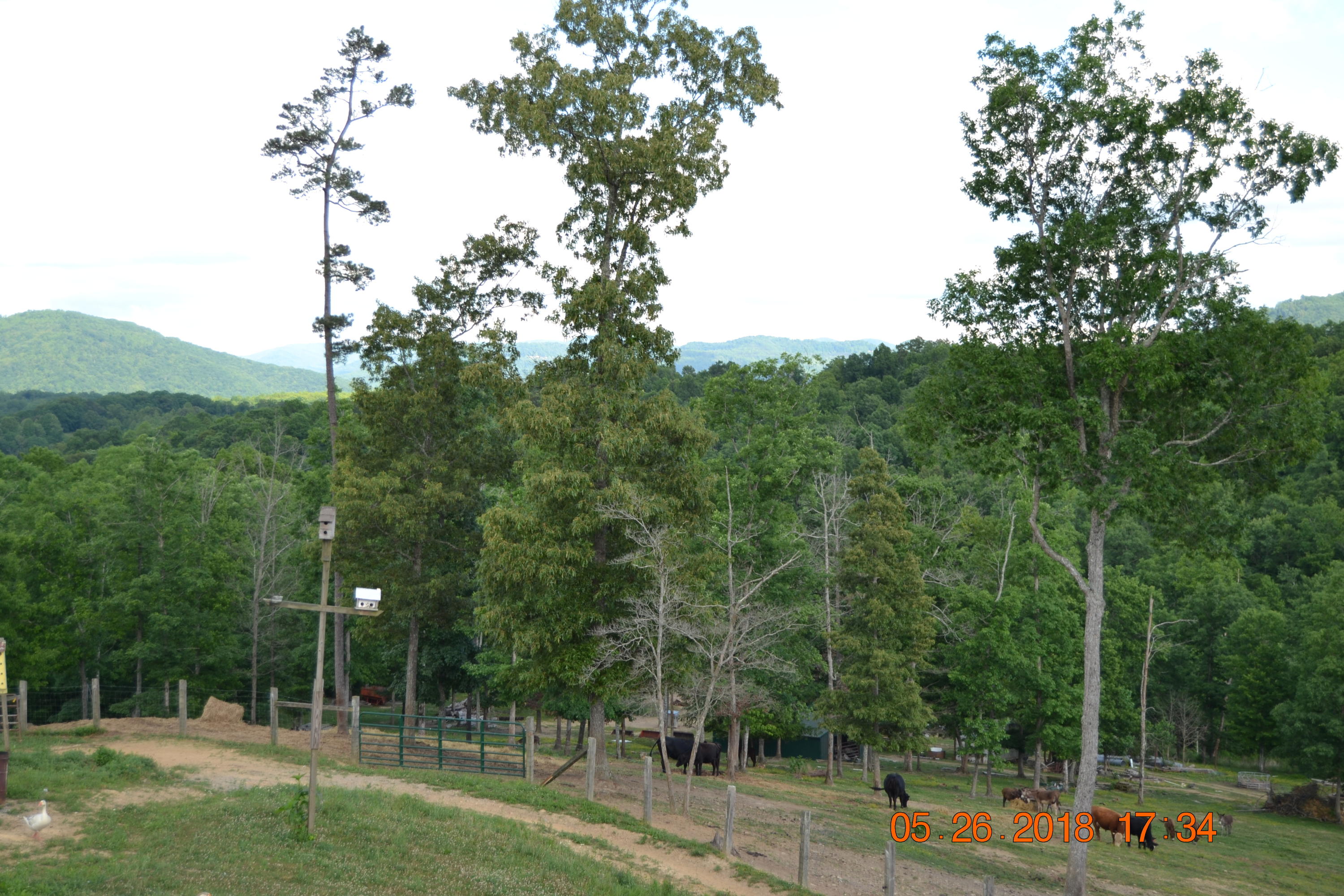 2176 Hurricane Road Huntsville, TN 37756 - Photo 21 of 33 DSC_0590