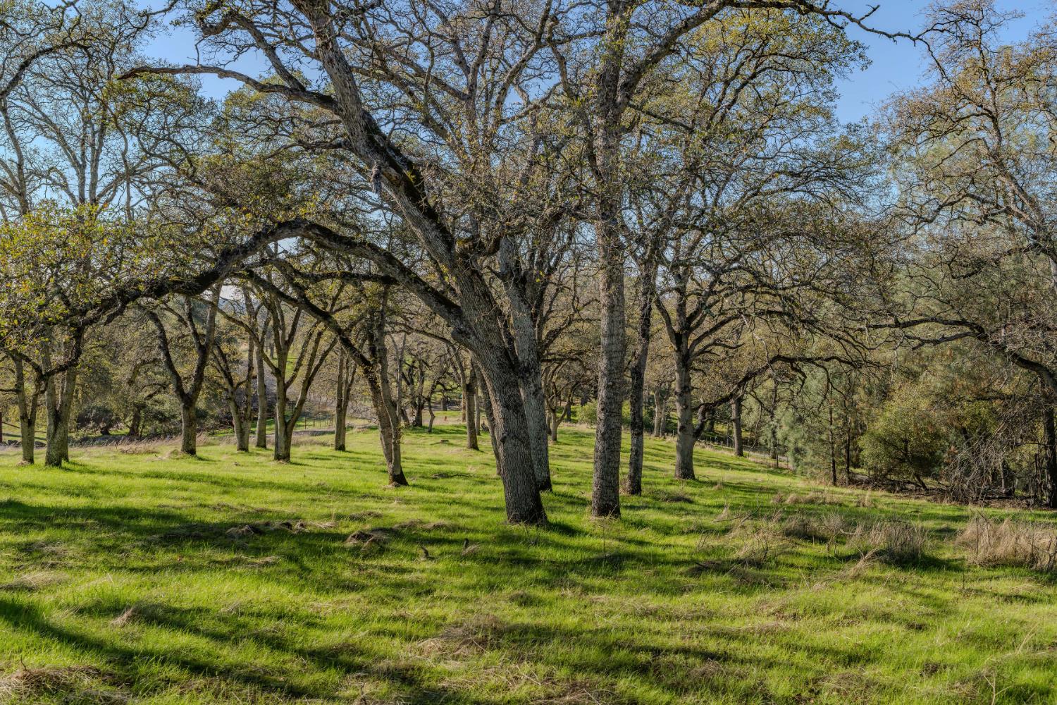 0 North Oak Ridge Circle El Dorado, CA 95623 - Photo 2 of 15 Park like setting with oak trees