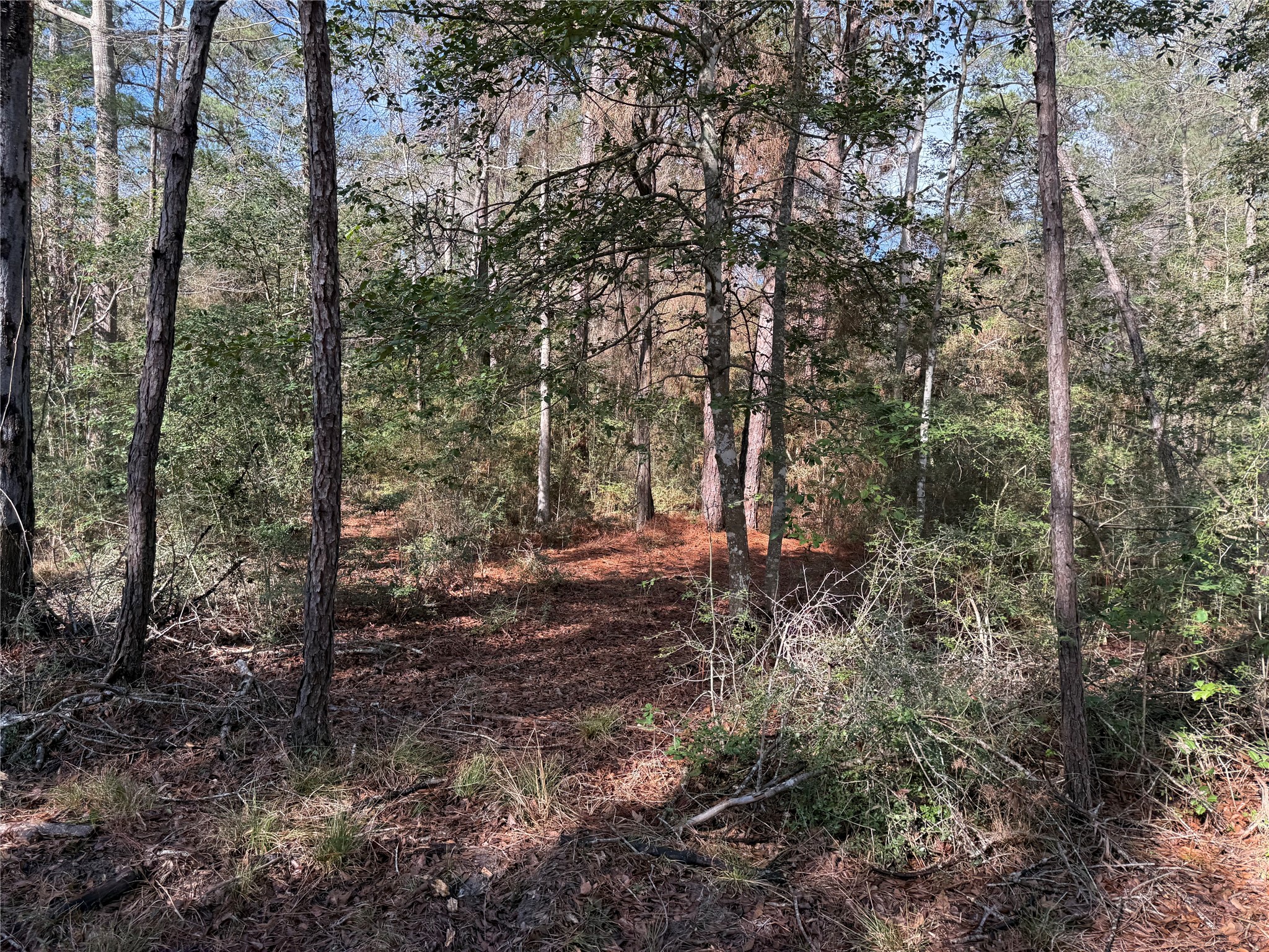 Tbd John Keely Road Zavalla, TX 75980 - Photo 3 of 9 a view of a forest with trees