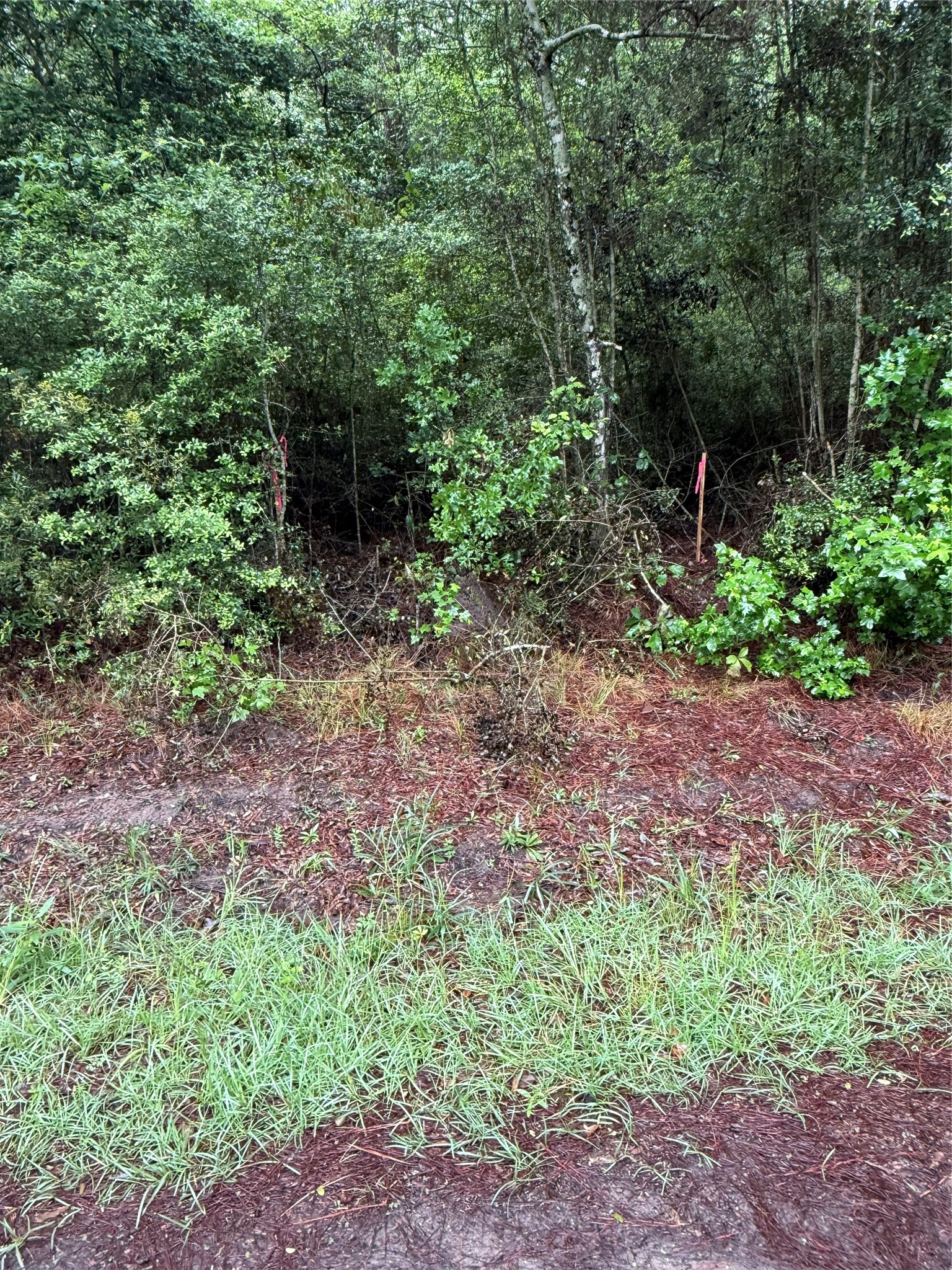 Tbd John Keely Road Zavalla, TX 75980 - Photo 5 of 9 a view of a garden with large trees