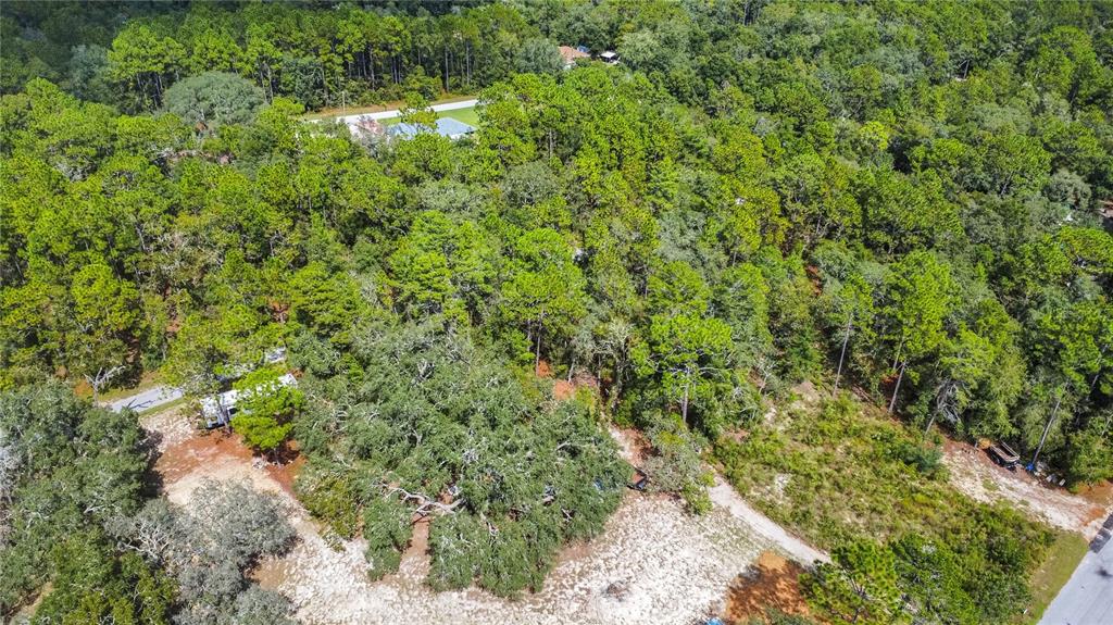 3210 East Michael Street Inverness, FL 34453 - Photo 17 of 21 a view of a forest with a tree