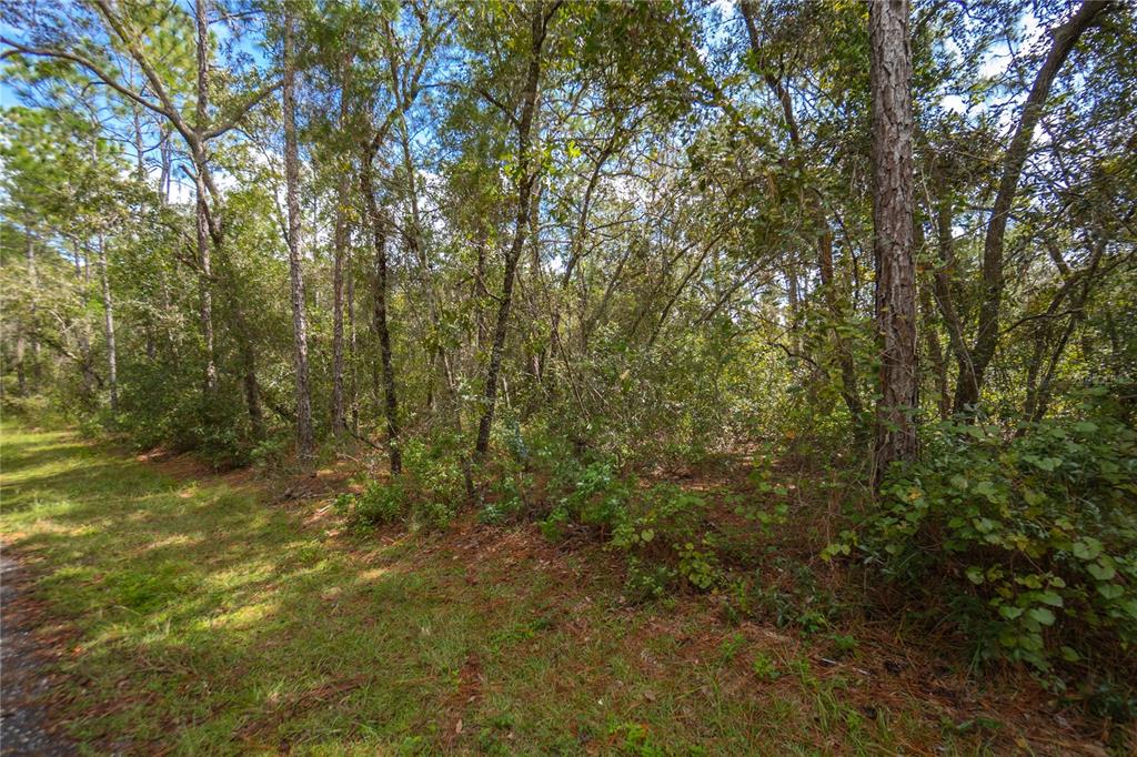3210 East Michael Street Inverness, FL 34453 - Photo 2 of 21 a view of a yard with large trees