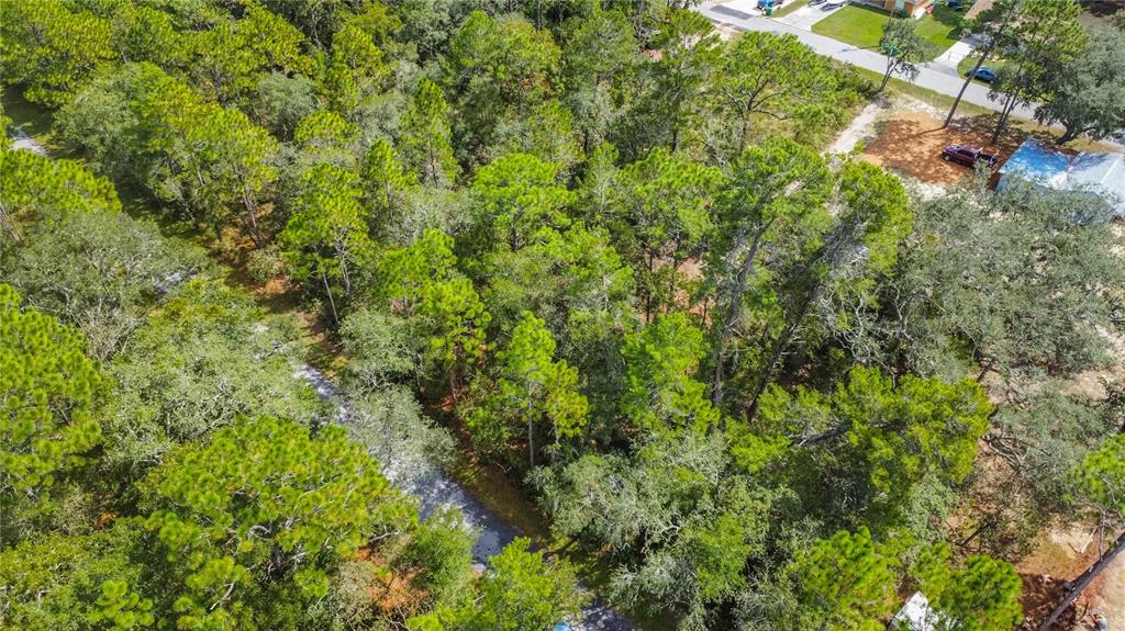 3210 East Michael Street Inverness, FL 34453 - Photo 7 of 21 a view of a lush green forest