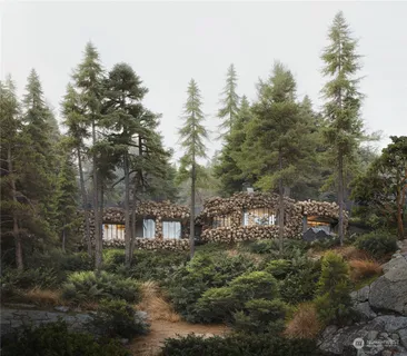 a view of a trees in a forest