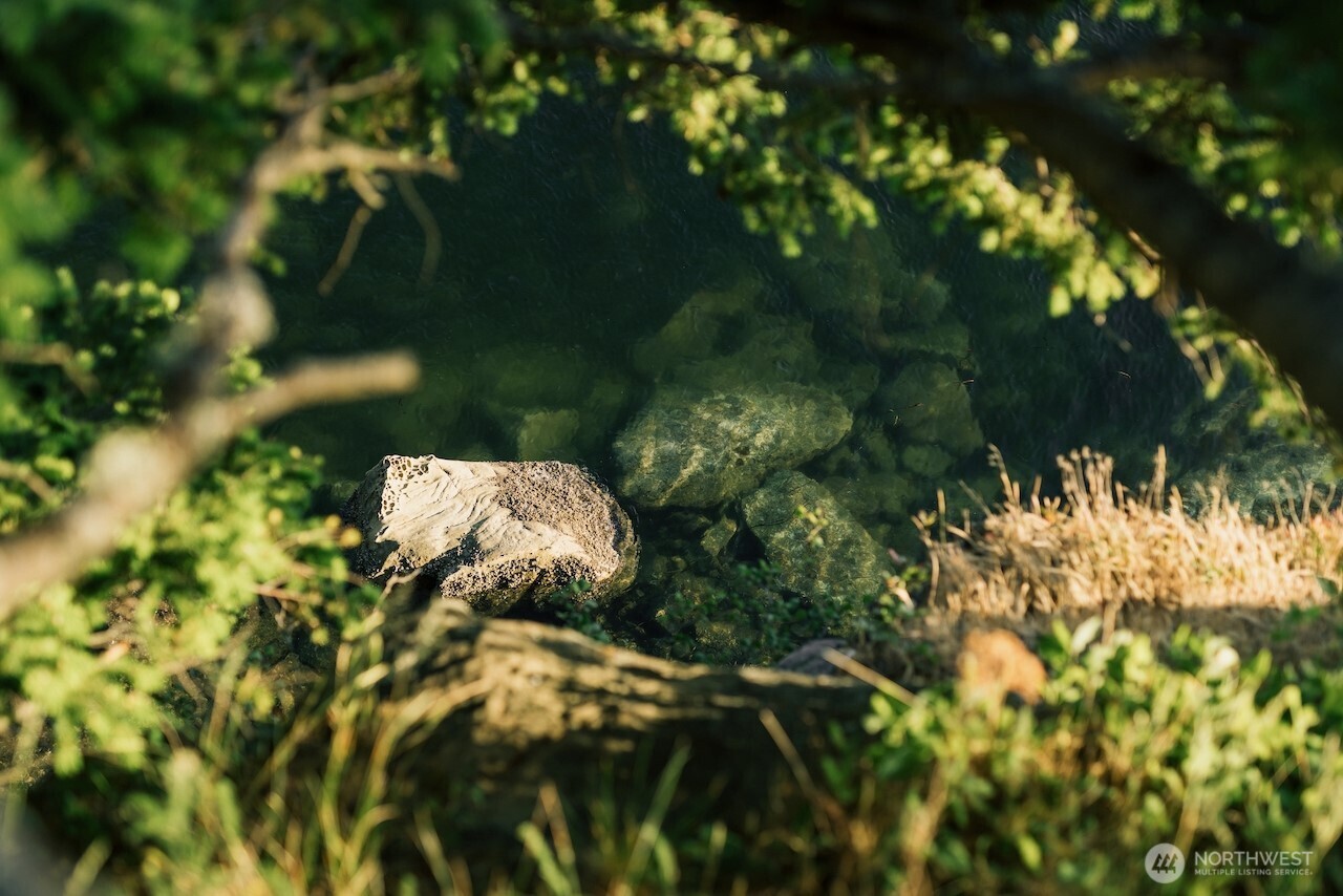 251 Arbel Way Bellingham, WA 98229 - Photo 15 of 34 a backyard of a house with lots of green space