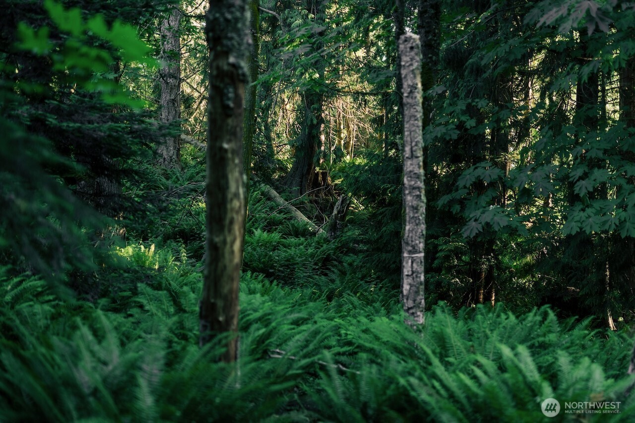 251 Arbel Way Bellingham, WA 98229 - Photo 20 of 34 a view of forest