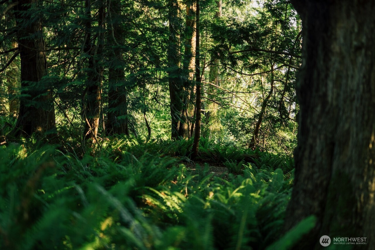 251 Arbel Way Bellingham, WA 98229 - Photo 24 of 34 a backyard of a house with lots of green space