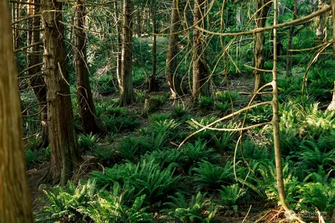 a view of a forest with trees in front of it
