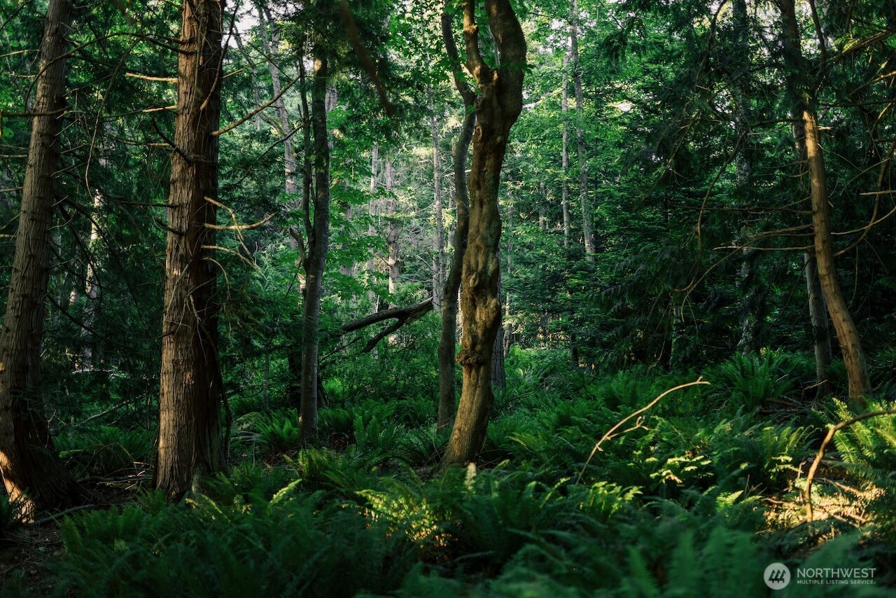 251 Arbel Way Bellingham, WA 98229 - Photo 27 of 34 a view of a forest with trees in front of it