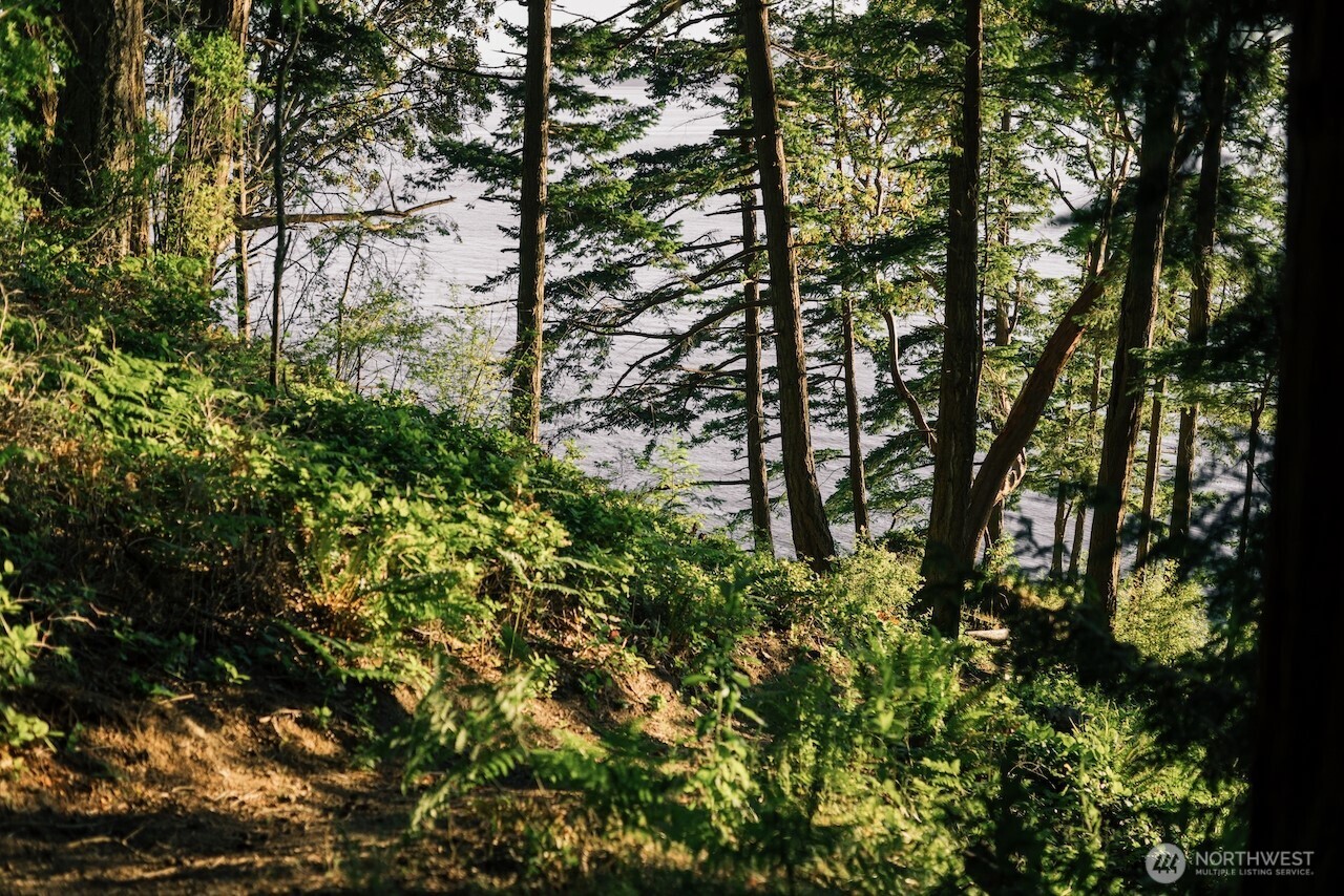 251 Arbel Way Bellingham, WA 98229 - Photo 32 of 34 a view of a yard with plants and trees