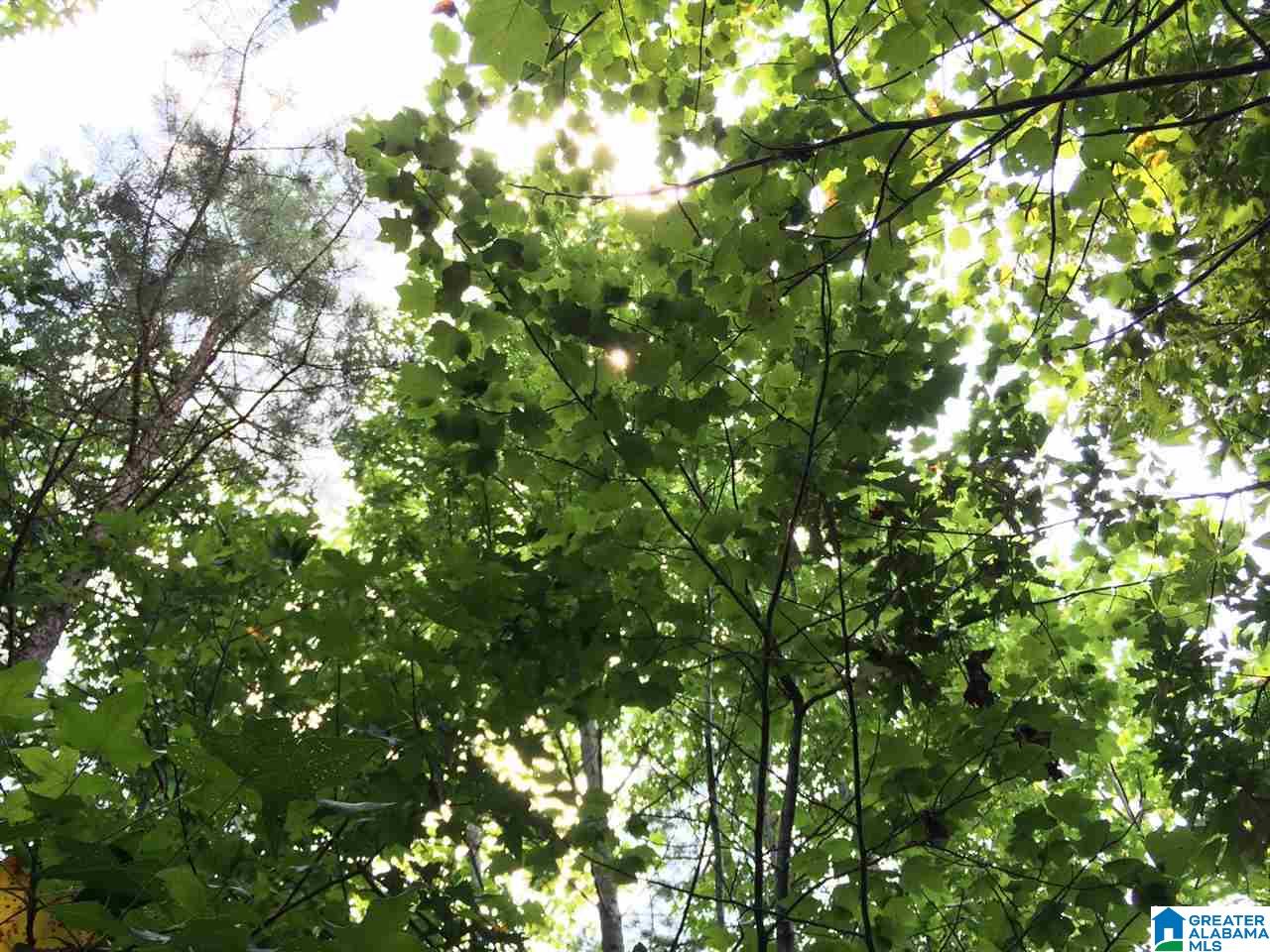 Spunky Hollow Road, Unit 18 7 Oneonta, AL 35121 - Photo 31 of 46