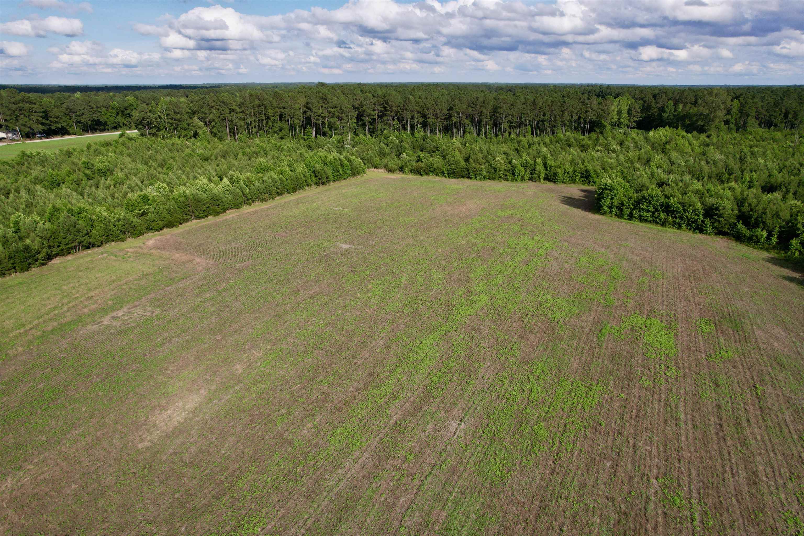 85-acres - Muddy Creek Road Hemingway, SC 29554 - Photo 19 of 31