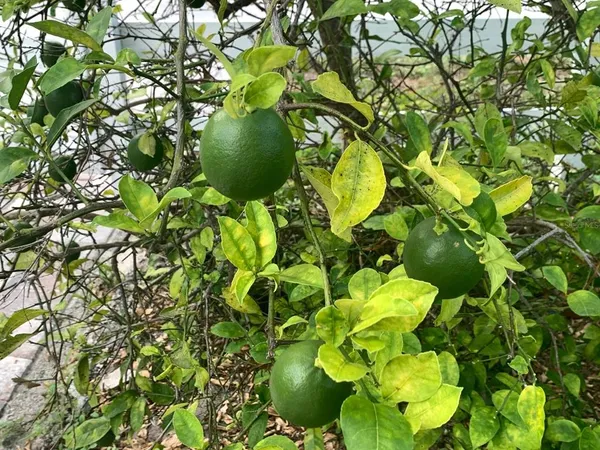 $695,000 | 244 Lexington Drive, Daytona Beach, FL 32114