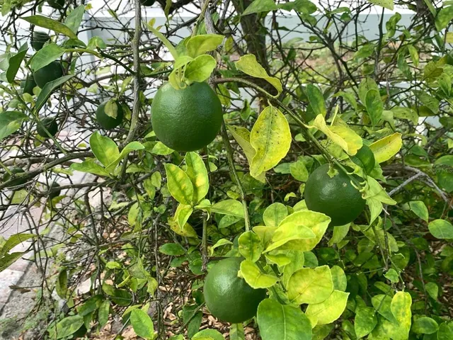 $695,000 | 244 Lexington Drive, Daytona Beach, FL 32114