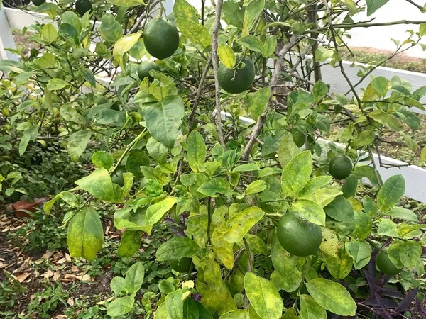 $695,000 | 244 Lexington Drive, Daytona Beach, FL 32114