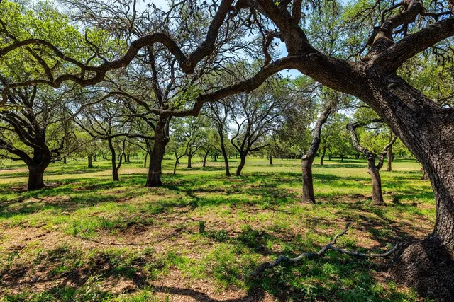a view of a yard with a tree