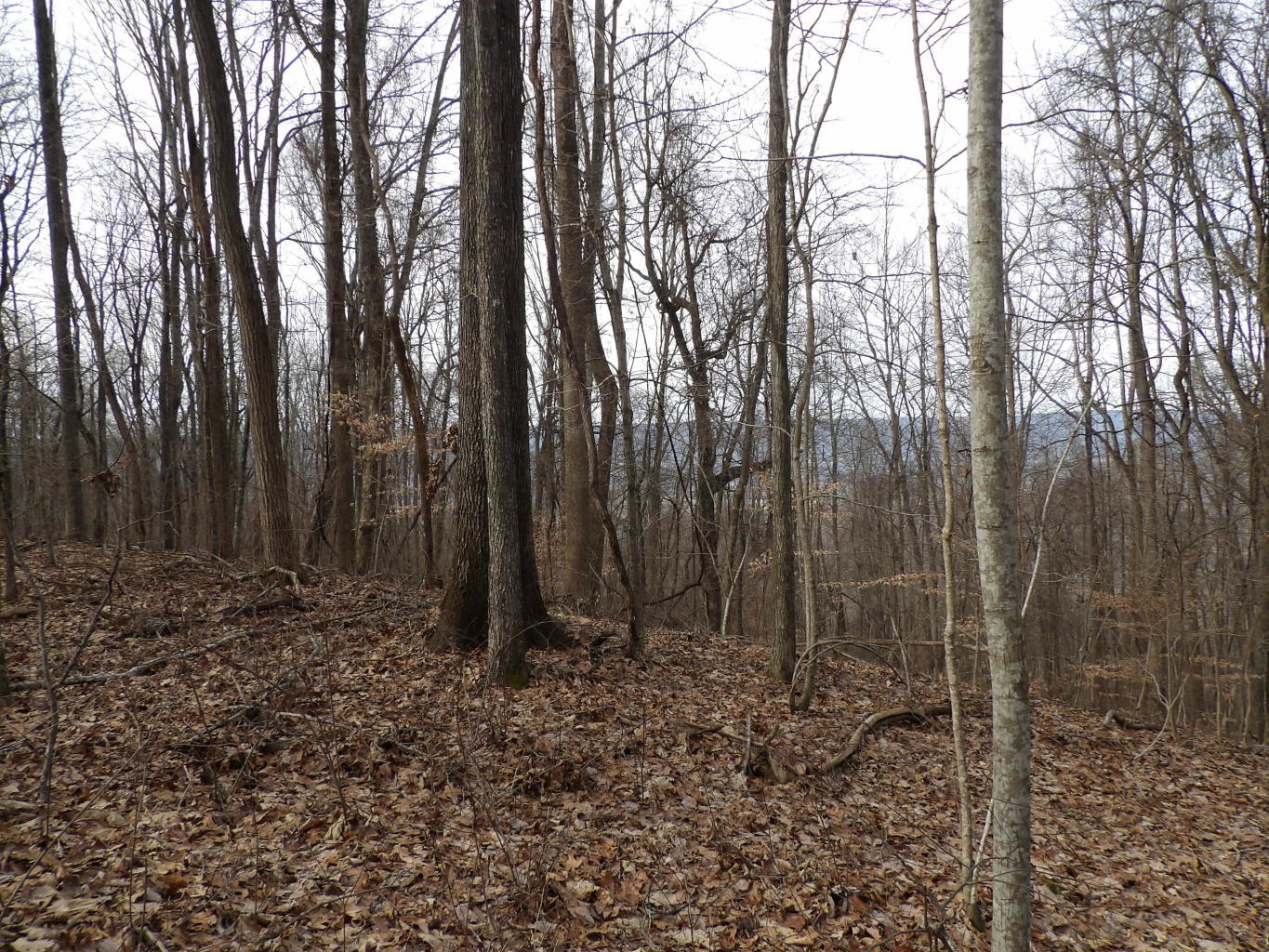 4 Fox Ridge Road, Unit 82 Pikeville, TN 37367 - Photo 6 of 12 20200123213908691014000000-o