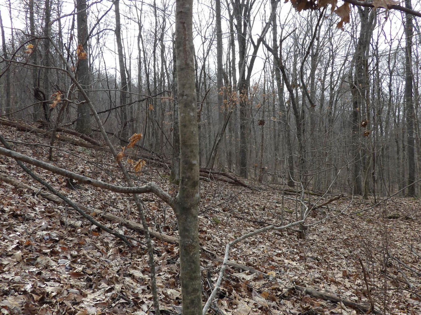 4 Fox Ridge Road, Unit 82 Pikeville, TN 37367 - Photo 8 of 12 20200123213915158340000000-o