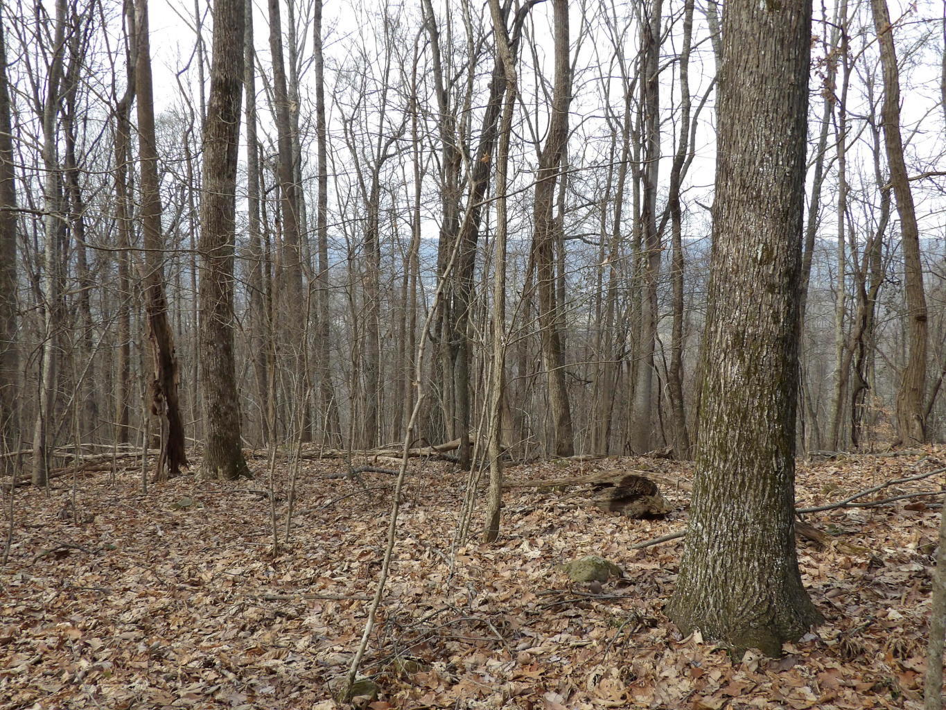 4 Fox Ridge Road, Unit 82 Pikeville, TN 37367 - Photo 10 of 12 20200123213927627349000000-o