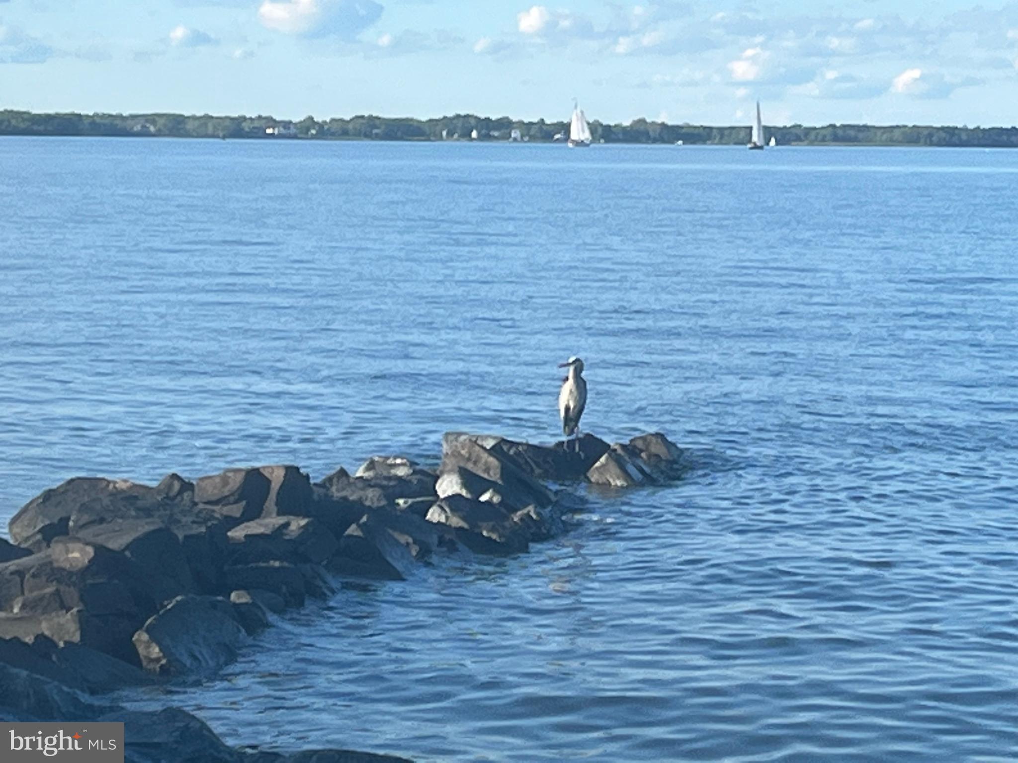 2654 Ogleton Road Annapolis, MD 21403 - Photo 6 of 15 Abundant wildlife !