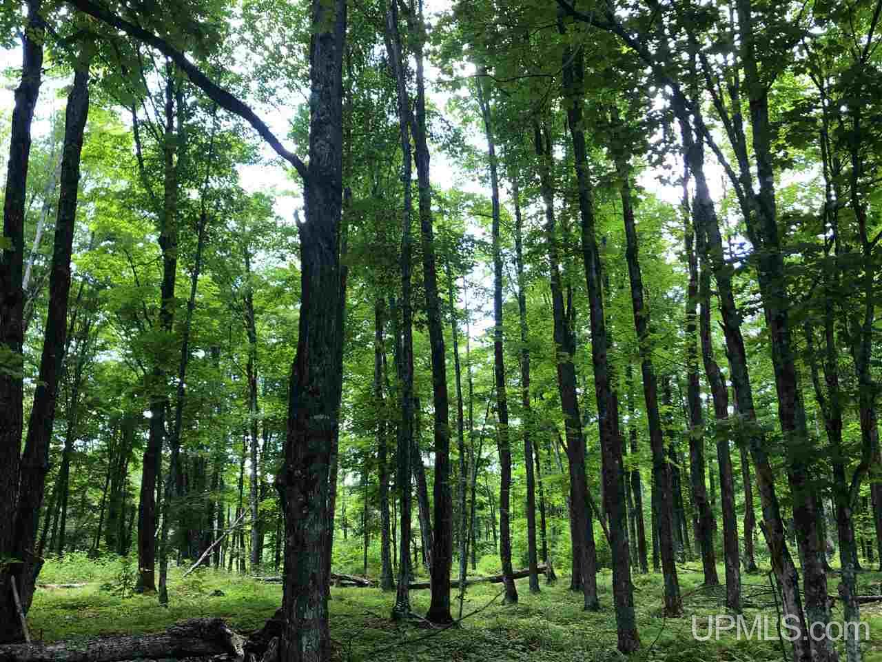 9 Road Trail Felch, MI 49831 - Photo 6 of 42