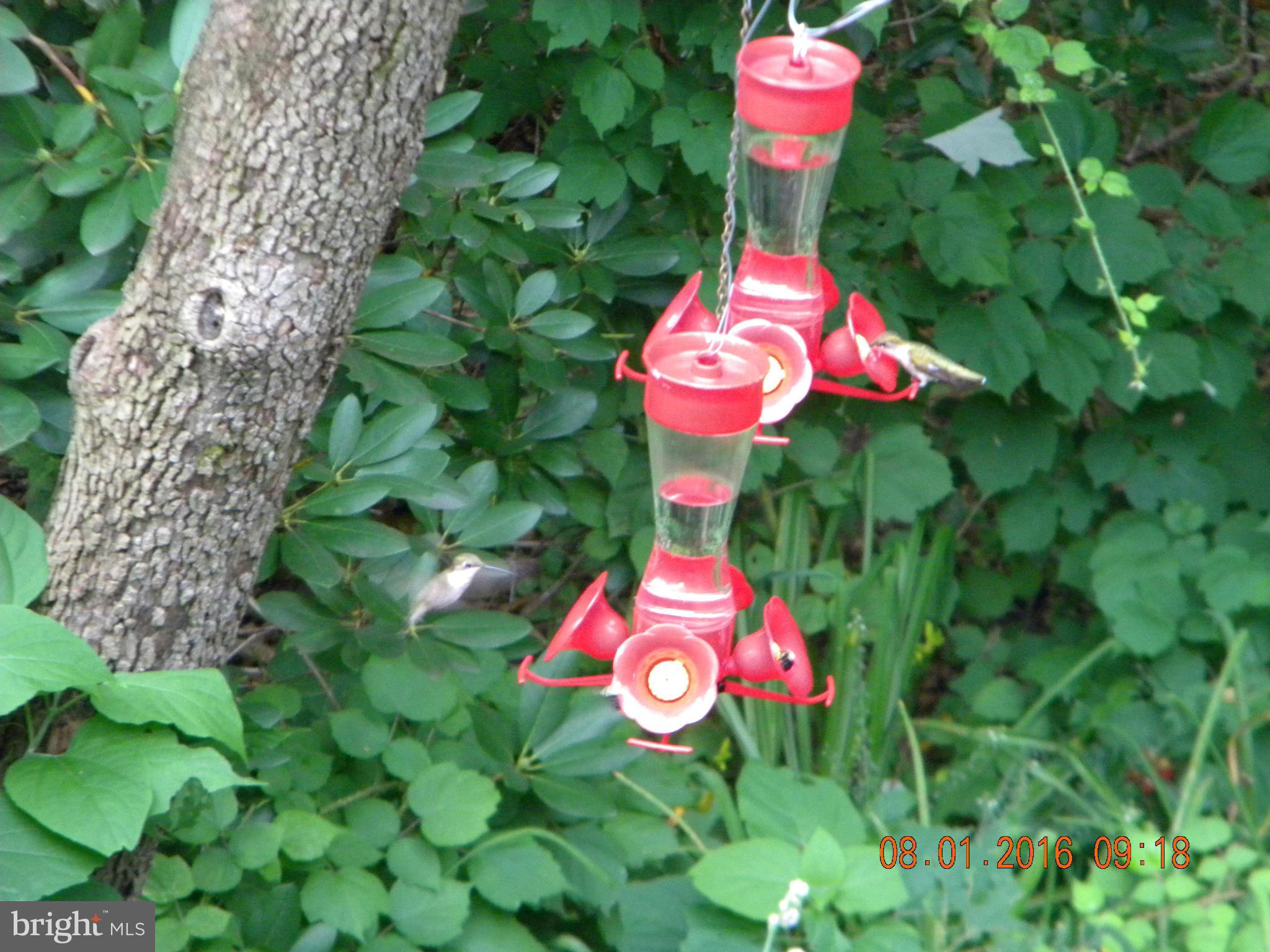 2014 Blue Mt Road Monkton, MD 21111 - Photo 26 of 30 HUMMINGBIRDS