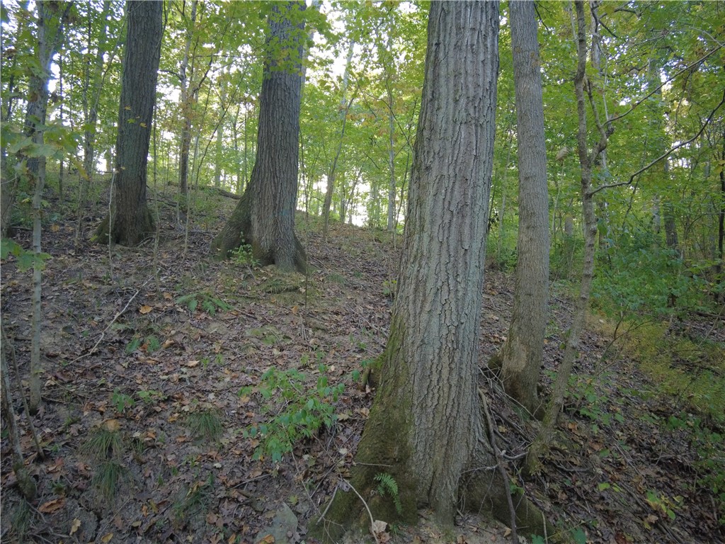 1147 Richey Road Felicity, OH 45120 - Photo 25 of 26 Natural woodland scenery with a rich canopy provides a serene and private environment.