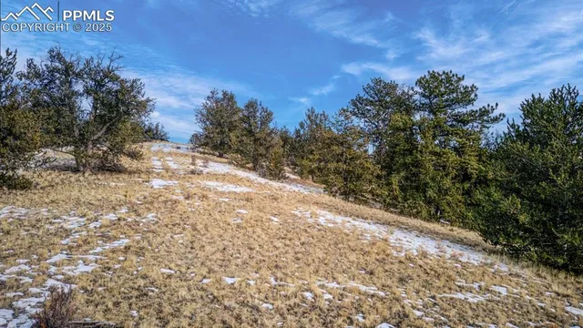 a view of a dry yard with trees