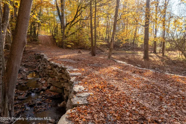 a view of a forest with trees