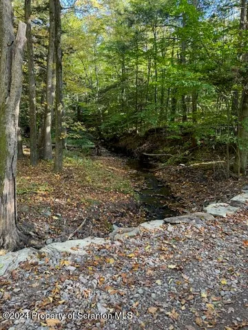 a view of a forest with lots of trees
