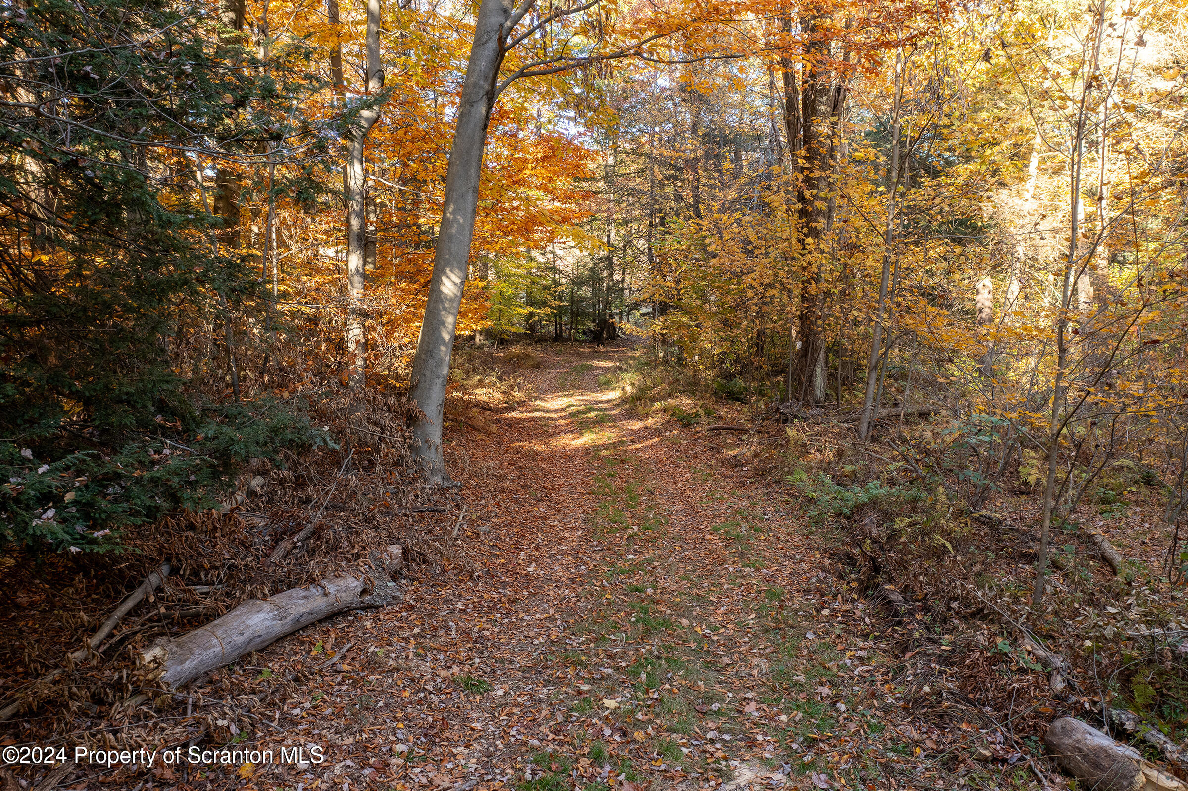 1736 Falls Road Clarks Summit, PA 18411 - Photo 9 of 26 a view of forest