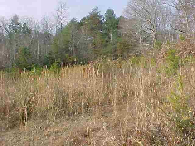 319 Land's Bridge Rd Mountain Rest Mountain Rest, SC 29664 - Photo 6 of 8 Gallery Image 6