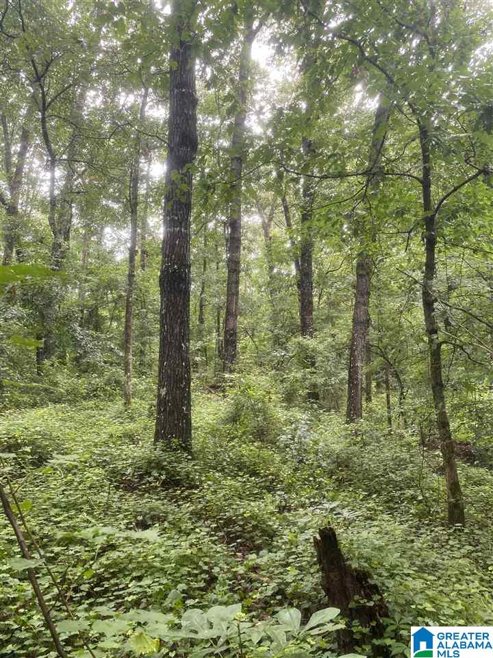 0 County Road 51 Graham, AL 36263 - Photo 7 of 7